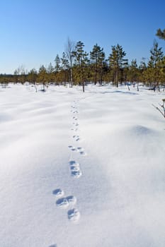 hare trace on white snow