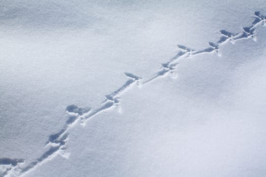 capercaillie trace on white snow