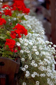 Green house shop with potted flowers at garden centre