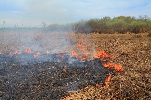 fire in herb near oak wood