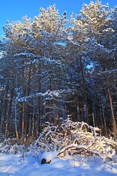 pine wood in winter snow