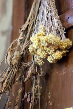 Fresh dried herb bundles of different herbs hanging on the wall