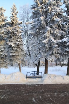 wooden bench in town park