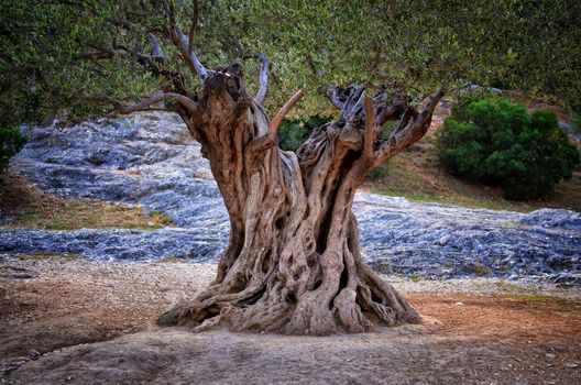 Old olive tree trunk, roots and branches, detail