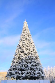 winter fir tree in town park