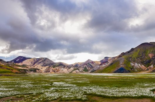 Landmannalaugar mountains and meadow with white flowers, Iceland