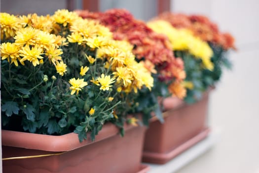 Green house shop with potted flowers at garden centre