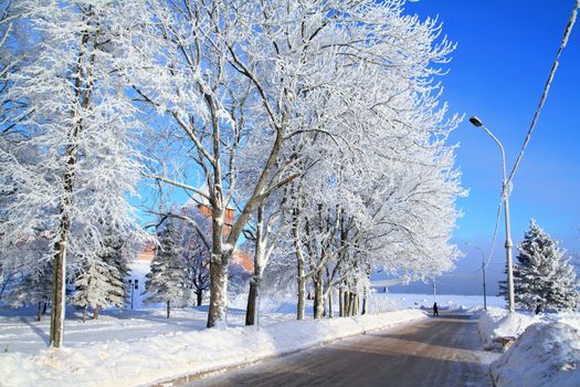 tree in snow near roads