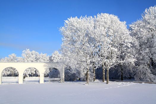 tree in snow near white wall