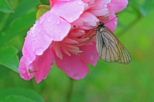 butterfly is under flower to hide from rain