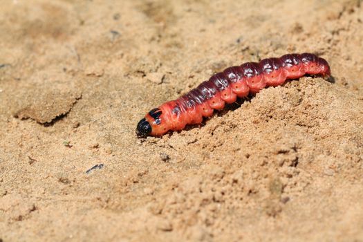 red caterpillar on wet sand