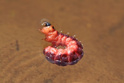 red caterpillar in yellow water