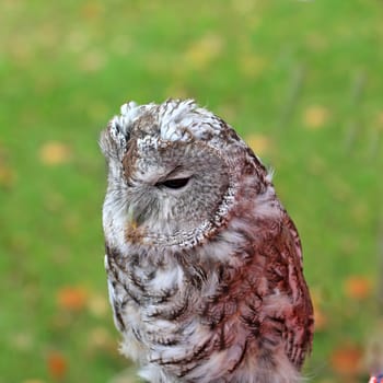 sitting owl on green background