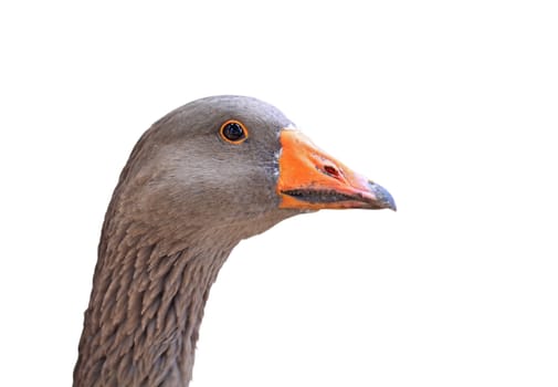 goose head on white background