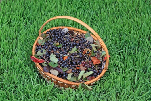 chokeberry in basket not green artificial herb