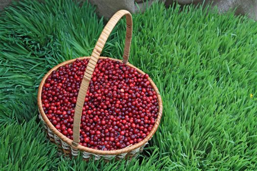 cranberry in basket on green herb