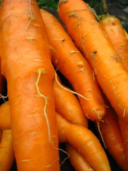 The image of hand with a bunch of carrots