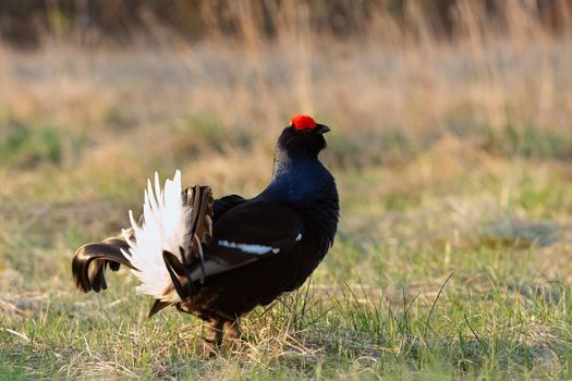 Lekking Black Grouse ( Lyrurus tetrix). Early morning. Forest