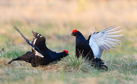 Fighting Black Grouse ( Lyrurus tetrix) at the Lek. Early morning. Forest