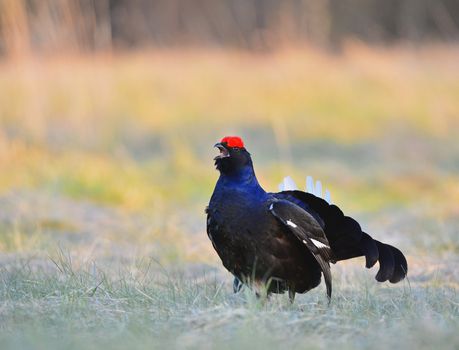 Lekking Black Grouse ( Lyrurus tetrix). Early morning. Forest