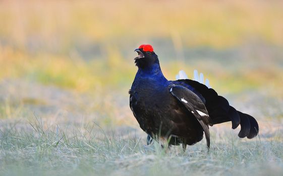 Lekking Black Grouse ( Lyrurus tetrix). Early morning. Forest