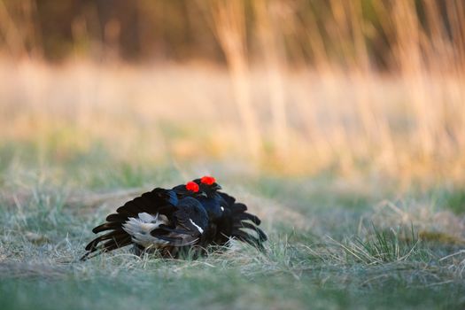 Lekking Black Grouse ( Lyrurus tetrix). Early morning. Forest