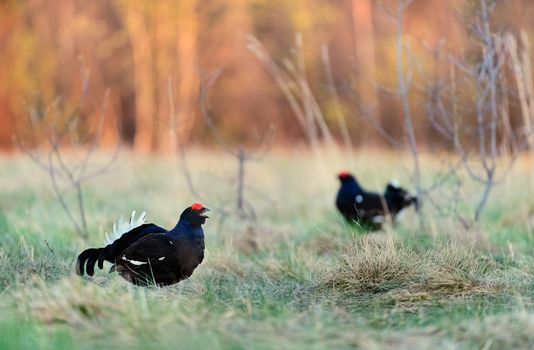 Lekking Black Grouse ( Lyrurus tetrix). Early morning. Forest