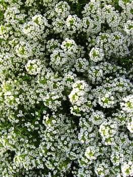 The image of a lot of white flowers