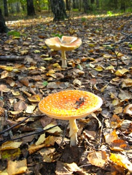 Inedible mushroom of toadstool in autumn forest