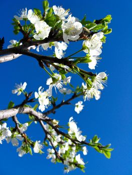 Blossoming tree of plum on a background of the blue sky