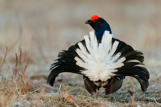 Lekking Black Grouse ( Lyrurus tetrix). Early morning. Forest