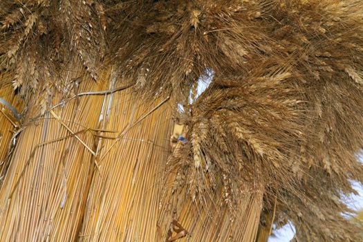 wheat sheaf on white background