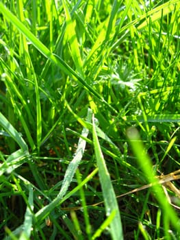 the image of thrickets of a high green grass