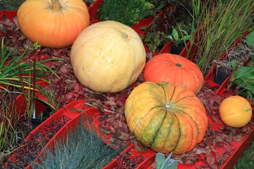 pumpkin set on rural market