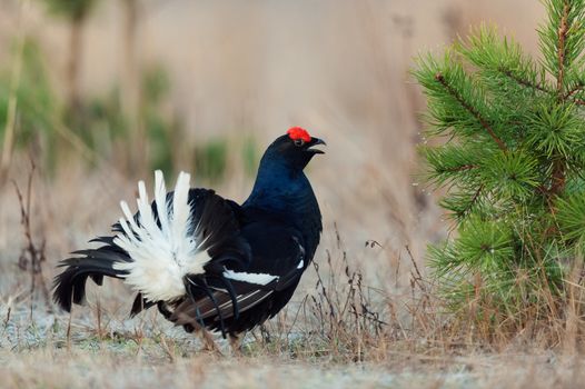 Lekking Black Grouse ( Lyrurus tetrix). Early morning. Forest