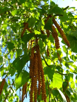 The image of young green sprouts of birch