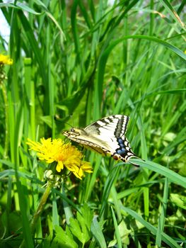 The beautiful butterfly of Papilio machaon sitting on the dandelion