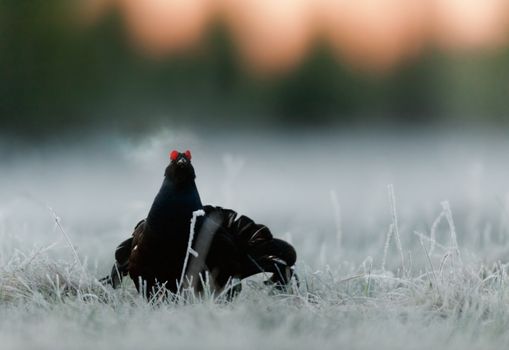 Lekking Black Grouse ( Lyrurus tetrix). Early morning. Forest