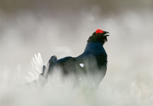 Lekking Black Grouse ( Lyrurus tetrix). Early morning. Forest