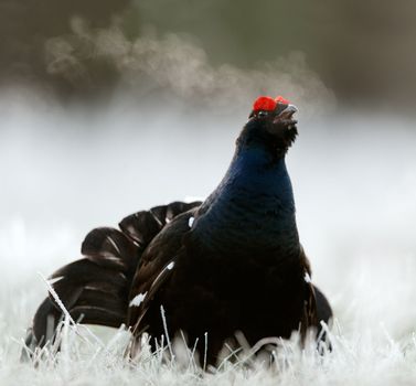 Lekking Black Grouse ( Lyrurus tetrix). Early morning. Forest