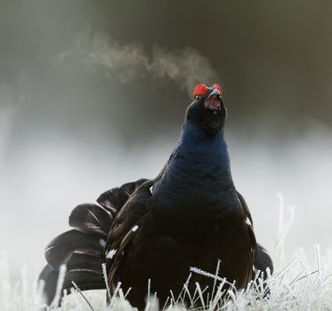 Lekking Black Grouse ( Lyrurus tetrix). Early morning. Forest