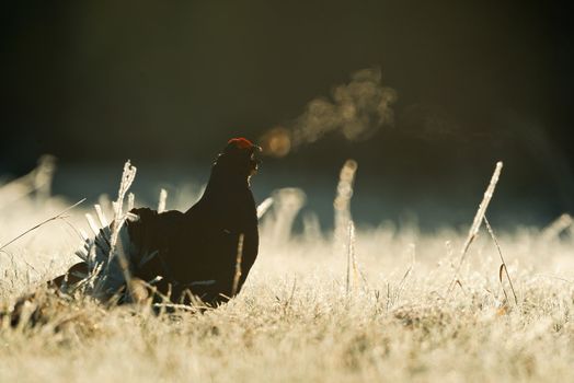 Lekking Black Grouse ( Lyrurus tetrix). Early morning. Forest