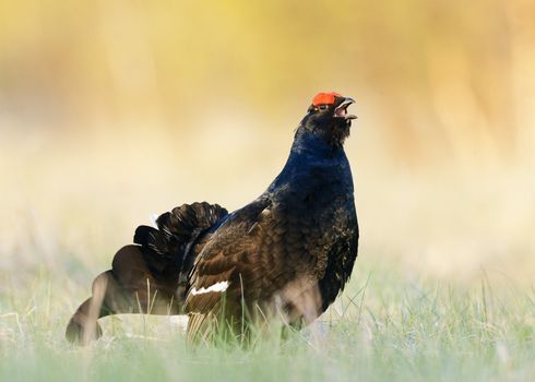 Lekking Black Grouse ( Lyrurus tetrix). Early morning. Forest