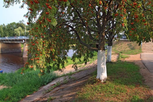 red rowanberry in autumn town park