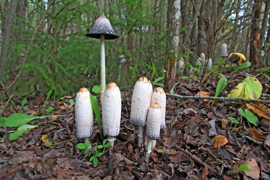 group toadstool on wood background