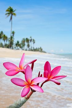 Plumeria flowers on the beach