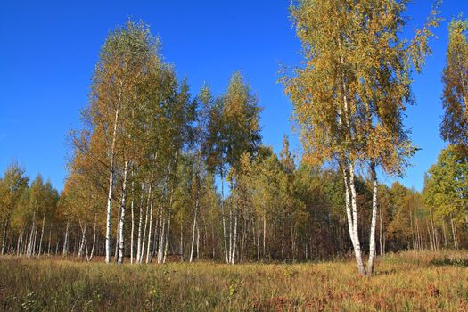 autumn birch wood on blue background