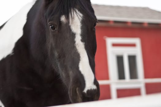 horse looking sad over fence in the camera