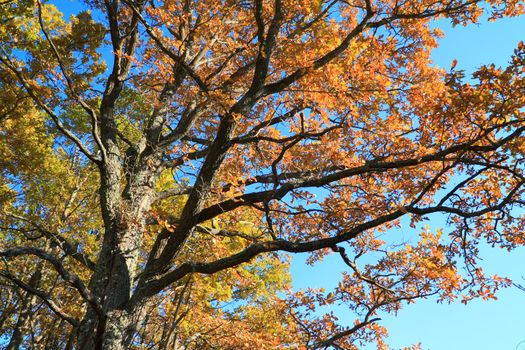 autumn branches of the oak on blue background