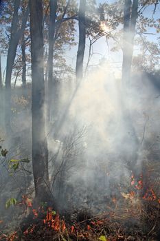 fire in oak wood